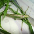 Grünes Heupferd (Tettigonia viridissima), auch Großes Heupferd oder Großes Grünes Heupferd