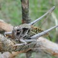 Warzenbeißer (Decticus verrucivorus), eine Langfühlerschrecke aus der Familie der Laubheuschrecken (Tettigoniidae)