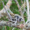 Warzenbeißer (Decticus verrucivorus), eine Langfühlerschrecke aus der Familie der Laubheuschrecken (Tettigoniidae)