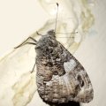 Ockerbindiger Samtfalter (Hipparchia semele), auch Rostbinde genannt

Schmetterling des Jahres 2005:D