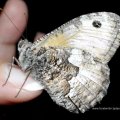 Ockerbindiger Samtfalter (Hipparchia semele), auch Rostbinde genannt

Schmetterling des Jahres 2005:D