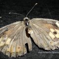 abgeflogener Ockerbindiger Samtfalter (Hipparchia semele), auch Rostbinde genannt

Schmetterling des Jahres 2005:D