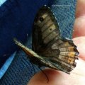 Ockerbindiger Samtfalter (Hipparchia semele), auch Rostbinde genannt

Schmetterling des Jahres 2005:D