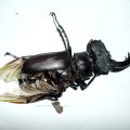 zusammengesetzte Reste eines männlichen Hirschkäfers, Hornschröters, Feuerschröters oder Donnergugi (Lucanus cervus), ausgewachsene Käfer leben maximal einen Monat, nachdem die Larve 3-8 Jahre im Boden lagen, bis sie sich verpuppten

in der Roten Liste Deutschlands als „stark gefährdet“ (Kategorie 2) geführt, Insekt des Jahres 2012