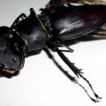 Rest eines männlichen Hirschkäfers, Hornschröters, Feuerschröters oder Donnergugi (Lucanus cervus), ausgewachsene Käfer leben maximal einen Monat, nachdem die Larve 3-8 Jahre im Boden lagen, bis sie sich verpuppten

in der Roten Liste Deutschlands als „stark gefährdet“ (Kategorie 2) geführt, Insekt des Jahres 2012