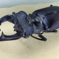 männlicher Hirschkäfer, Hornschröter, Feuerschröter oder Donnergugi (Lucanus cervus), ausgewachsene Käfer leben maximal einen Monat, nachdem die Larve 3-8 Jahre im Boden lagen, bis sie sich verpuppten

in der Roten Liste Deutschlands als „stark gefährdet“ (Kategorie 2) geführt, Insekt des Jahres 2012 :D