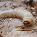 "Holzwurm", Bockkäferlave (Cerambycidae) im Mulm eines Stubbens, gut 5 cm lang und fingerdick