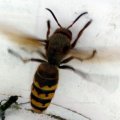 Hornisse (Vespa crabro), Königin, Familie der sozialen Faltenwespen (Vespidae), nach der Bundesartenschutzverordnung besonders geschützte Art :D