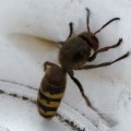 Hornisse (Vespa crabro), Königin, Familie der sozialen Faltenwespen (Vespidae), nach der Bundesartenschutzverordnung besonders geschützte Art :D