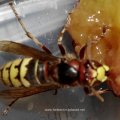 Hornisse (Vespa crabro), Königin, Familie der sozialen Faltenwespen (Vespidae), nach der Bundesartenschutzverordnung besonders geschützte Art :D