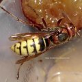 Hornisse (Vespa crabro), Königin, Familie der sozialen Faltenwespen (Vespidae), nach der Bundesartenschutzverordnung besonders geschützte Art :D