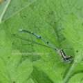 Hufeisen-Azurjungfer (Coenagrion puella) 

Alle Libellenarten sind in der Bundesrepublik Deutschland durch die Bundesartenschutzverordnung besonders geschützt.