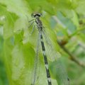 Hufeisen-Azurjungfer (Coenagrion puella) 

Alle Libellenarten sind in der Bundesrepublik Deutschland durch die Bundesartenschutzverordnung besonders geschützt.