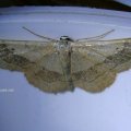 Breitgebänderter Staudenspanner (Idaea aversata), auch Laub-Kleinspanner oder Mausohr-Spanner