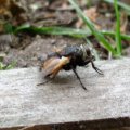 Igelfliege (Tachina magnicornis oder T. fera ), Familie der  Raupenfliegen (Tachinidae), auch Schmarotzerfliegen, leben parasitär in Schmetterlingsraupen