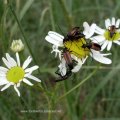 Gemeine Scheinbockkäfer oder Gemeine Schenkelkäfer (Oedemera femorata)