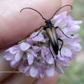 Gemeiner Scheinbockkäfer oder Gemeiner Schenkelkäfer (Oedemera femorata)