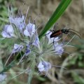 Gemeiner Scheinbockkäfer oder Gemeiner Schenkelkäfer (Oedemera femorata)