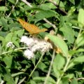 Kaisermantel (Argynnis paphia), männlich