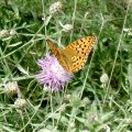 Große Perlmutterfalter (Argynnis aglaja)