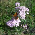 Kleiner Feuerfalter (Lycaena phlaeas) auf Schafgarbe (Achillea)

BRD: Besonders geschützt nach BArtSchV.