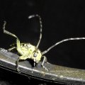 Leiterbock (Saperda scalaris), Familie Bockkäfer (Cerambycidae). 

Die Larven entwickeln sich in krankem oder toten Holz verschiedener Laubhölzer, wie Eichen, Buchen, Ulmen, Birken, Weiden, Haselnuss. Die Larven benötigen für ihre Entwicklung zwei bis drei Jahre.