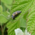 Larve des Siebenpunkt-Marienkäfers oder Siebenpunkt (Coccinella septempunctata), Insekt des Jahres 2006 :D