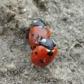 Siebenpunkt-Marienkäfer oder Siebenpunkt (Coccinella septempunctata), Insekt des Jahres 2006 :D