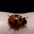 Siebenpunkt-Marienkäfer oder Siebenpunkt (Coccinella septempunctata), Insekt des Jahres 2006 :D