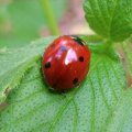 Siebenpunkt-Marienkäfer oder Siebenpunkt (Coccinella septempunctata), Insekt des Jahres 2006 :D