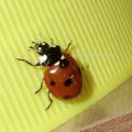 Siebenpunkt-Marienkäfers oder Siebenpunkt (Coccinella septempunctata)

Insekt des Jahres 2006 :D