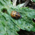 Puppe des Siebenpunkt-Marienkäfers oder Siebenpunkt (Coccinella septempunctata)

Insekt des Jahres 2006 :D