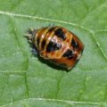 Larve des Asiatischen Marienkäfers (Harmonia axyridis), Familie Marienkäfer (Coccinellidae), auch Vielfarbiger Marienkäfer oder Harlekin-Marienkäfer