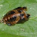 Larvenhaut des Asiatischen Marienkäfers (Harmonia axyridis), Familie Marienkäfer (Coccinellidae), auch Vielfarbiger Marienkäfer oder Harlekin-Marienkäfer