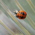 Larve des Asiatischen Marienkäfers (Harmonia axyridis), Familie Marienkäfer (Coccinellidae), auch Vielfarbiger Marienkäfer oder Harlekin-Marienkäfer