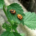 Larven des Asiatischen Marienkäfers (Harmonia axyridis), Familie Marienkäfer (Coccinellidae), auch Vielfarbiger Marienkäfer oder Harlekin-Marienkäfer