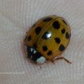 aus der Haut geschlüpfter Asiatischer Marienkäfer (Harmonia axyridis), Familie Marienkäfer (Coccinellidae), auch Vielfarbiger Marienkäfer oder Harlekin-Marienkäfer