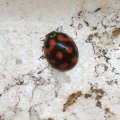 Asiatischer Marienkäfer (Harmonia axyridis), Familie Marienkäfer (Coccinellidae), auch Vielfarbiger Marienkäfer oder Harlekin-Marienkäfer