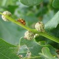 Vierzehntropfiger Marienkäfer oder Blattfloh-Marienkäfer (Calvia quatuordecimguttata) auf dem Fruchtansatz einer Stieleiche (Quercus robur)