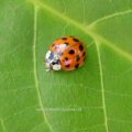 Asiatischer Marienkäfer (Harmonia axyridis), Familie Marienkäfer (Coccinellidae), auch Vielfarbiger Marienkäfer oder Harlekin-Marienkäfer