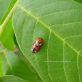 Paarung zweier Asiatischer Marienkäfer (Harmonia axyridis), Familie Marienkäfer (Coccinellidae), auch Vielfarbiger Marienkäfer oder Harlekin-Marienkäfer