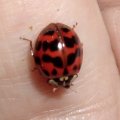 Asiatischer Marienkäfer (Harmonia axyridis), Familie Marienkäfer (Coccinellidae), auch Vielfarbiger Marienkäfer oder Harlekin-Marienkäfer