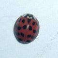 Asiatischer Marienkäfer (Harmonia axyridis), Familie Marienkäfer (Coccinellidae), auch Vielfarbiger Marienkäfer oder Harlekin-Marienkäfer