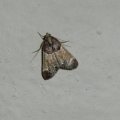 Pyralis farinalis (LINNAEUS, 1758 ) - Mehlzünsler