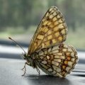 Westlicher Scheckenfalter (Melitaea parthenoides )

In einigen Gebieten auf der Roten Liste  Kategorie 3 (gefährdet)