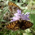 Westlicher Scheckenfalter (Melitaea parthenoides )

In einigen Gebieten auf der Roten Liste  Kategorie 3 (gefährdet)