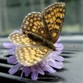 Westlicher Scheckenfalter (Melitaea parthenoides )

In einigen Gebieten auf der Roten Liste  Kategorie 3 (gefährdet)