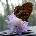 Westlicher Scheckenfalter (Melitaea parthenoides )

In einigen Gebieten auf der Roten Liste  Kategorie 3 (gefährdet)