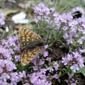 Wachtelweizen-Scheckenfalter (Melitaea athalia) auf Breitblättrigem Thymian (Thymus pulegioides) 

Rote Liste Deutschland: 3 (gefährdet)