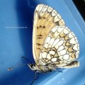 Wachtelweizen-Scheckenfalter (Melitaea athalia)

Rote Liste Deutschland: 3 (gefährdet)